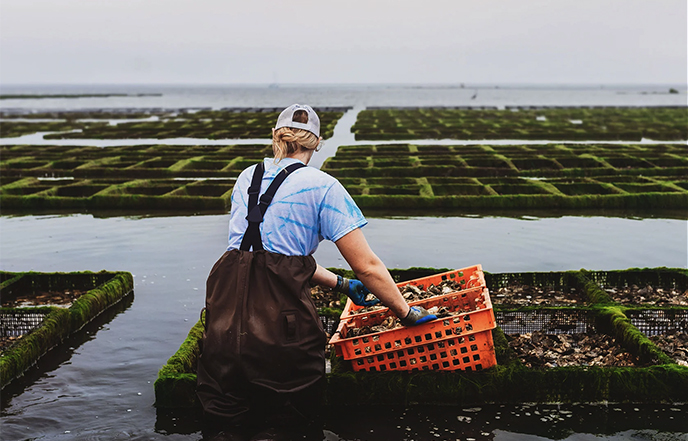 Oyster farmer harvesting oysters on the bay