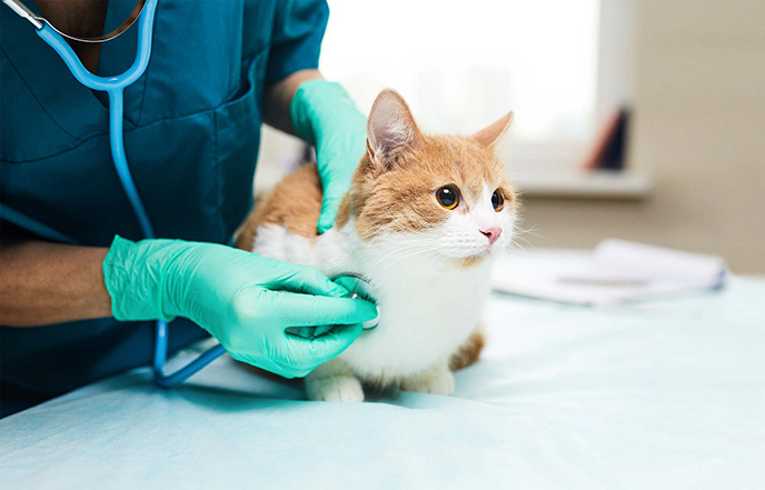 Cat with a veterinarian during a checkup visit