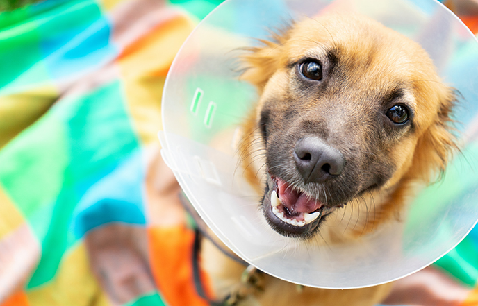 Young dog with veterinary collar